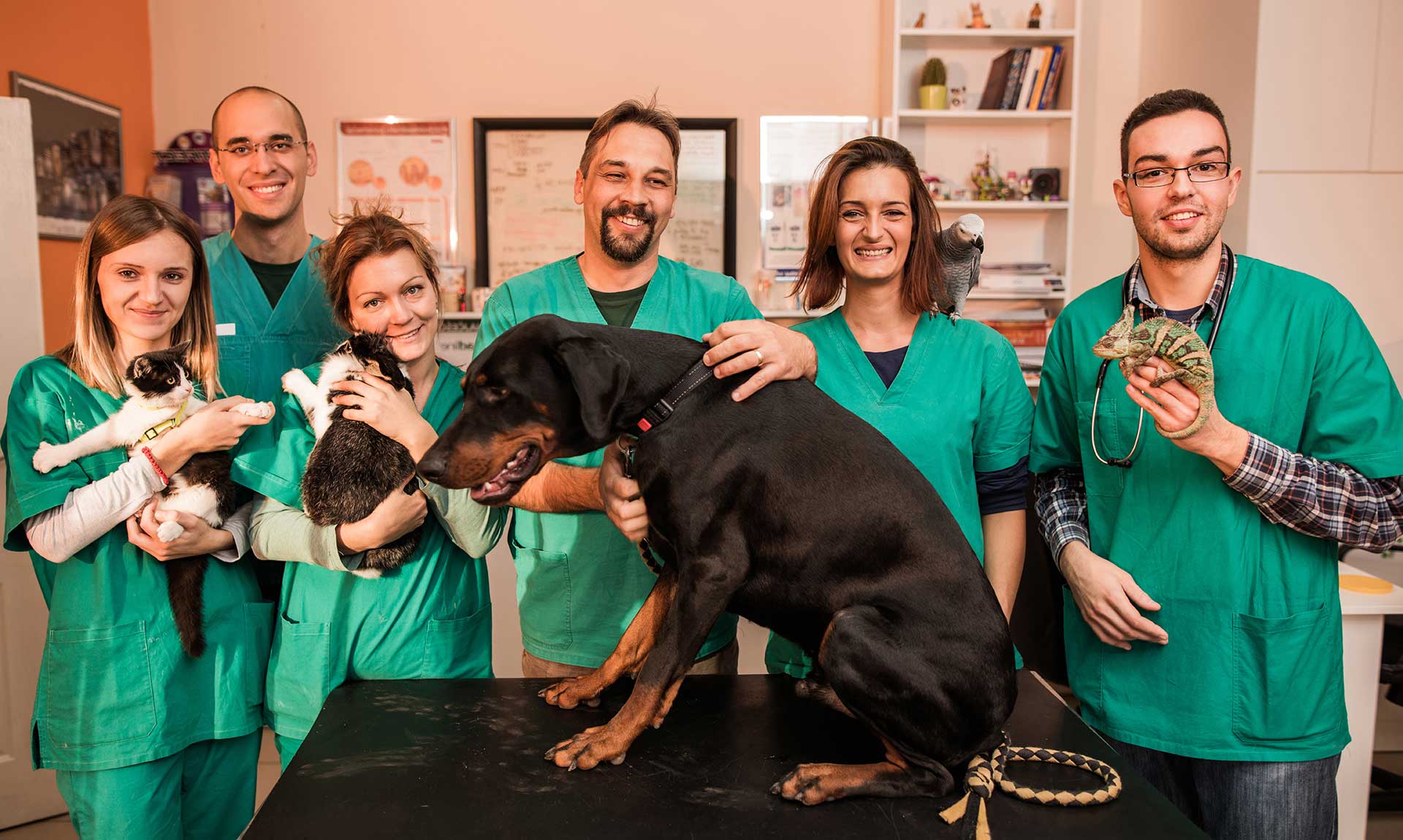 Group of vets with different animals