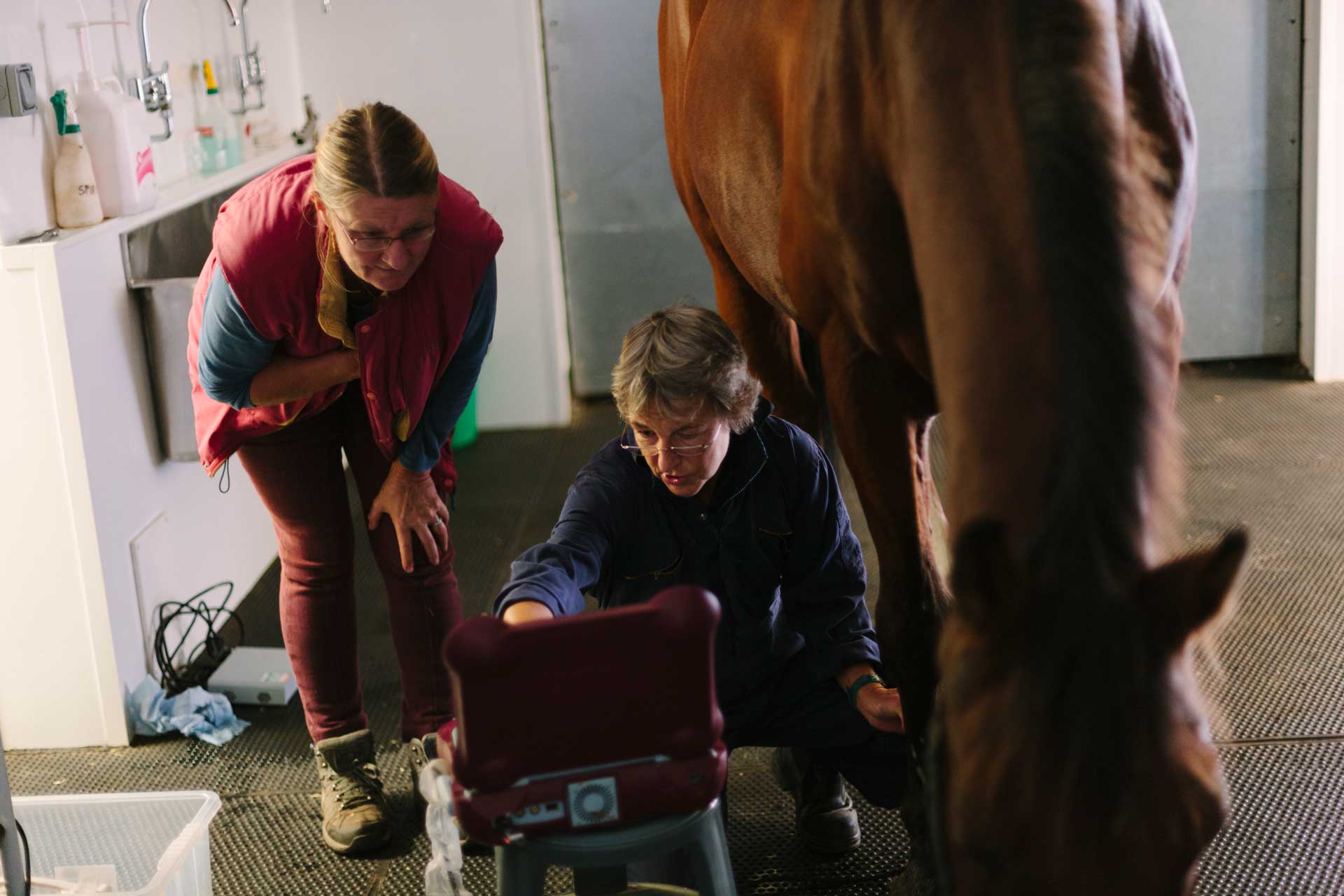 horse vet