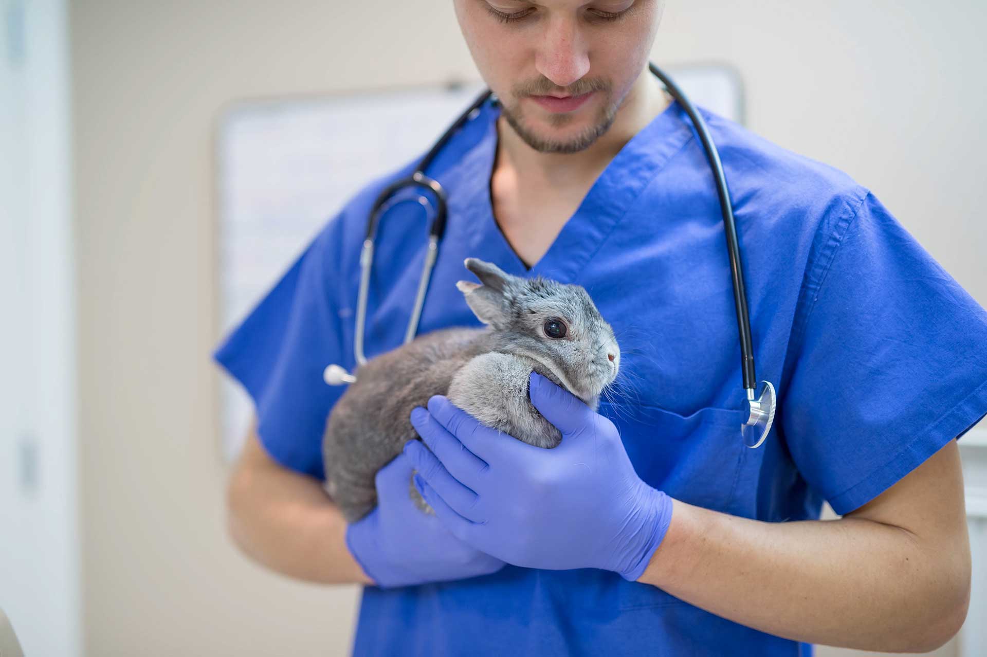 Male vet with rabbit